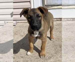 Collie-Unknown Mix Dogs for adoption in Sandy, UT, USA