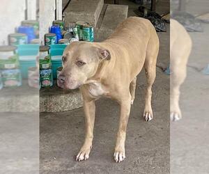 Staffordshire Bull Terrier-Unknown Mix Dogs for adoption in Rosenberg, TX, USA