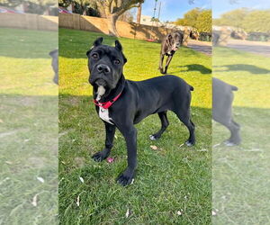 Mutt Dogs for adoption in Goodyear, AZ, USA