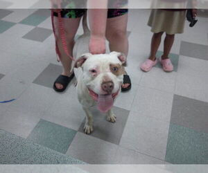 American Pit Bull Terrier-Unknown Mix Dogs for adoption in Oklahoma City, OK, USA