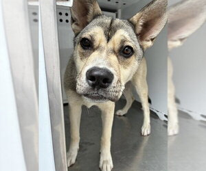 German Shepherd Dog-Unknown Mix Dogs for adoption in Stockton, CA, USA