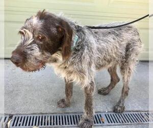 German Shorthaired Pointer-Unknown Mix Dogs for adoption in Menlo Park, CA, USA