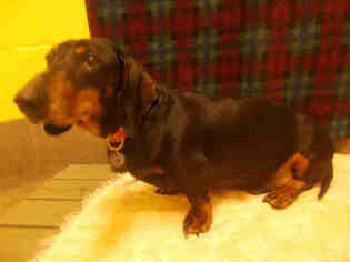 Dachshund Dogs for adoption in Forestville, MD, USA