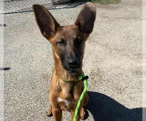 Mutt Dogs for adoption in Stockton, CA, USA