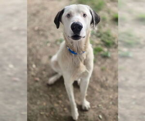 Anatolian Shepherd-Unknown Mix Dogs for adoption in Riverside, CA, USA