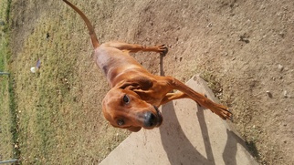 Redbone Coonhound Dogs for adoption in Lawton, OK, USA