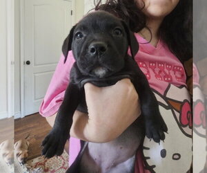 Rottweiler-Unknown Mix Dogs for adoption in Lakewood, CO, USA