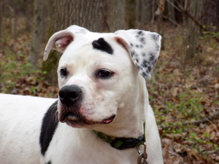 American Bulldog Dogs for adoption in York, SC, USA