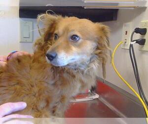 Cocker Spaniel-Dachshund Mix Dogs for adoption in Sacramento, CA, USA