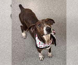Feist Terrier-Unknown Mix Dogs for adoption in Low Moor, VA, USA