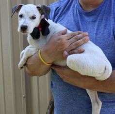 Medium Photo #2 Goldmation Puppy For Sale in Bandera, TX, USA