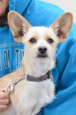 Rat Terrier-Unknown Mix Dogs for adoption in Santa Monica, CA, USA