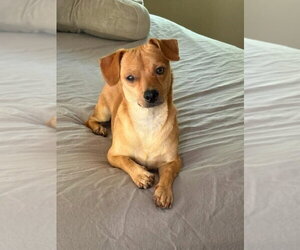 Chihuahua Dogs for adoption in Tarrytown, GA, USA