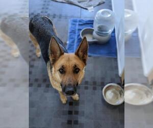 German Shepherd Dog Dogs for adoption in Cottonwood, AZ, USA