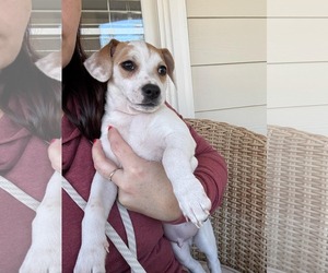 Jack Chi Dogs for adoption in Holly Springs, NC, USA
