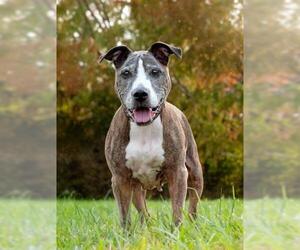 Boxer-Unknown Mix Dogs for adoption in Derwood, MD, USA