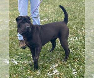 Chinese Shar-Pei Dogs for adoption in Waterford, VA, USA