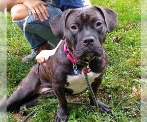 American Pit Bull Terrier Dogs for adoption in Boonton, NJ, USA