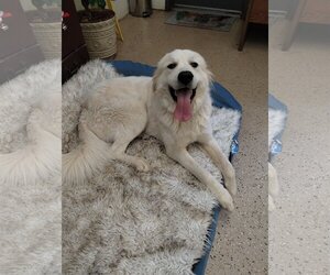 Great Pyrenees Dogs for adoption in York, SC, USA