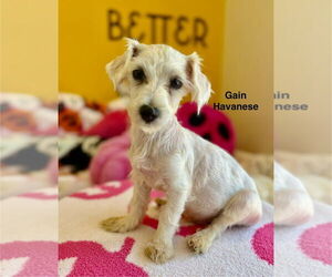 Havanese Dogs for adoption in Studio City, CA, USA