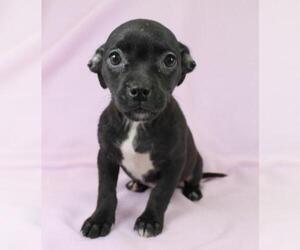 Chiweenie Dogs for adoption in Morton Grove, IL, USA