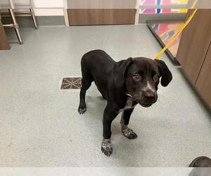 Borador Dogs for adoption in Baytown, TX, USA