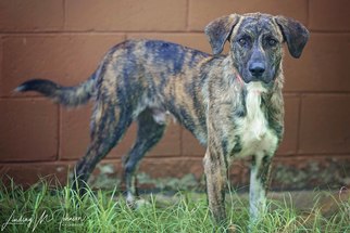 Plott Hound Dogs for adoption in Pryor, OK, USA