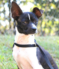 Rat-Cha Dogs for adoption in Monroe, GA, USA