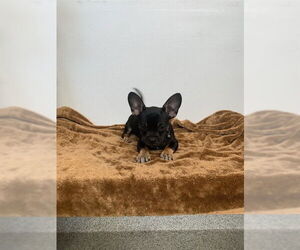 French Bullhuahua Dogs for adoption in Fremont, CA, USA