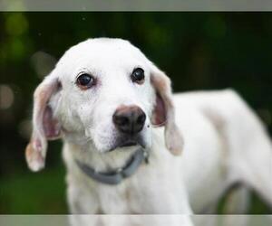 Beagle-Unknown Mix Dogs for adoption in Tavares, FL, USA