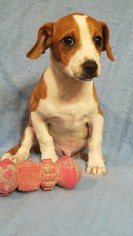 Doxle Dogs for adoption in Newark, DE, USA