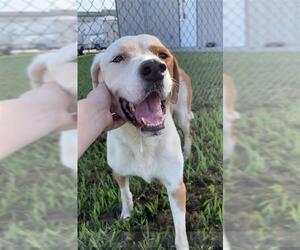 English Coonhound Dogs for adoption in Rosenberg, TX, USA