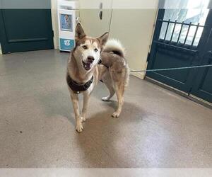 Siberian Husky Dogs for adoption in Pasadena, CA, USA