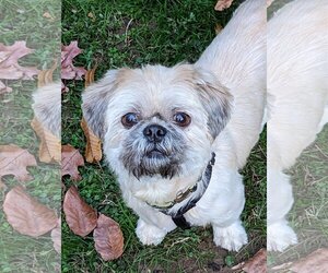 Shih Tzu Dogs for adoption in Greensboro, NC, USA