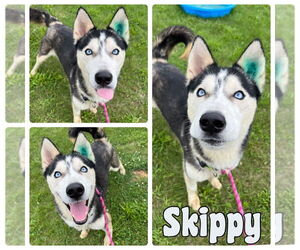 Huskies -Unknown Mix Dogs for adoption in Pierceton , IN, USA