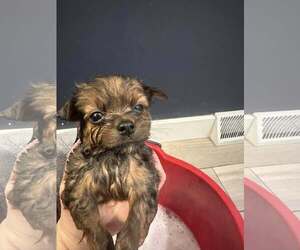 Chihuahua-Unknown Mix Dogs for adoption in Plainfield, IL, USA