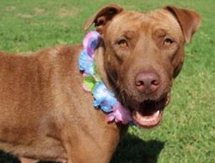 Chinese Shar-Pei-Labrador Retriever Mix Dogs for adoption in Vancouver, WA, USA