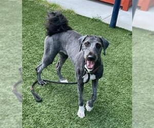 Sheepadoodle Dogs for adoption in Baytown, TX, USA