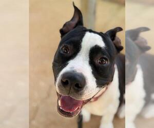 American Staffordshire Terrier-Unknown Mix Dogs for adoption in Tallahassee, FL, USA