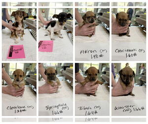 Chiweenie Dogs for adoption in Benton, LA, USA