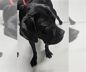 Mastiff Dogs for adoption in Temple, TX, USA