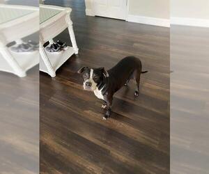 Boston Terrier Dogs for adoption in Valrico, FL, USA