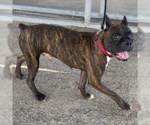 Boxer Dogs for adoption in Davis, CA, USA