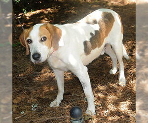 Mutt Dogs for adoption in Lake Wylie, SC, USA