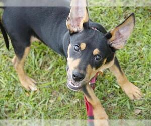Australian Kelpie-Unknown Mix Dogs for adoption in Tallahassee, FL, USA