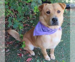 Chow Chow-Unknown Mix Dogs for adoption in Oklahoma City, OK, USA