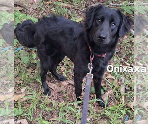 Golden Labrador Dogs for adoption in Virginia Beach, VA, USA