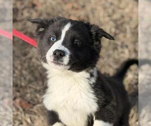 Border-Aussie Dogs for adoption in Yardley, PA, USA