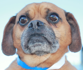 Puggle Dogs for adoption in Clayton, NJ, USA