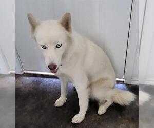 Huskies -Unknown Mix Dogs for adoption in San Antonio, TX, USA